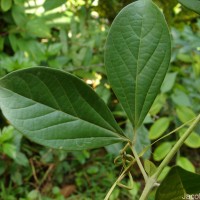 Bignonia magnifica W.Bull